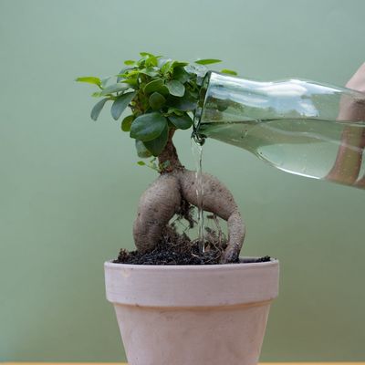Eco friendly water bottle and a small green plant