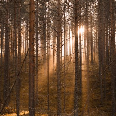 Soft morning light shining through a yoga studio window